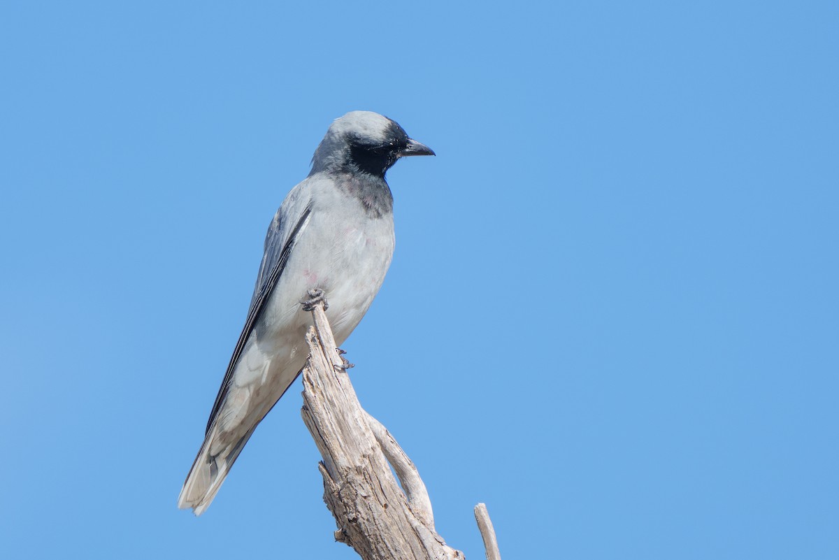 Black-faced Cuckooshrike - ML612731136