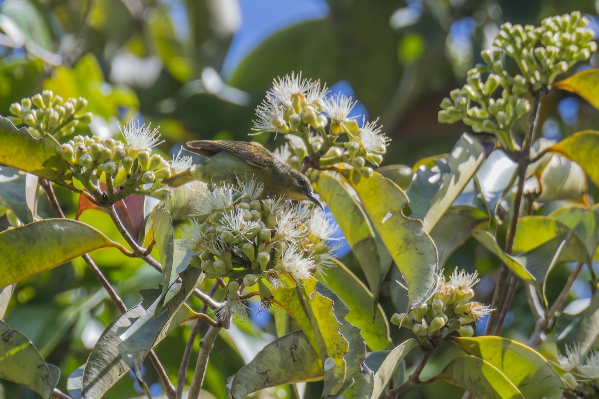 Red-throated Sunbird - ML612731228