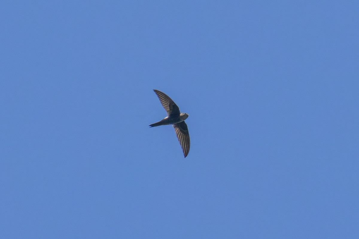 Pacific Swift - ML612731232