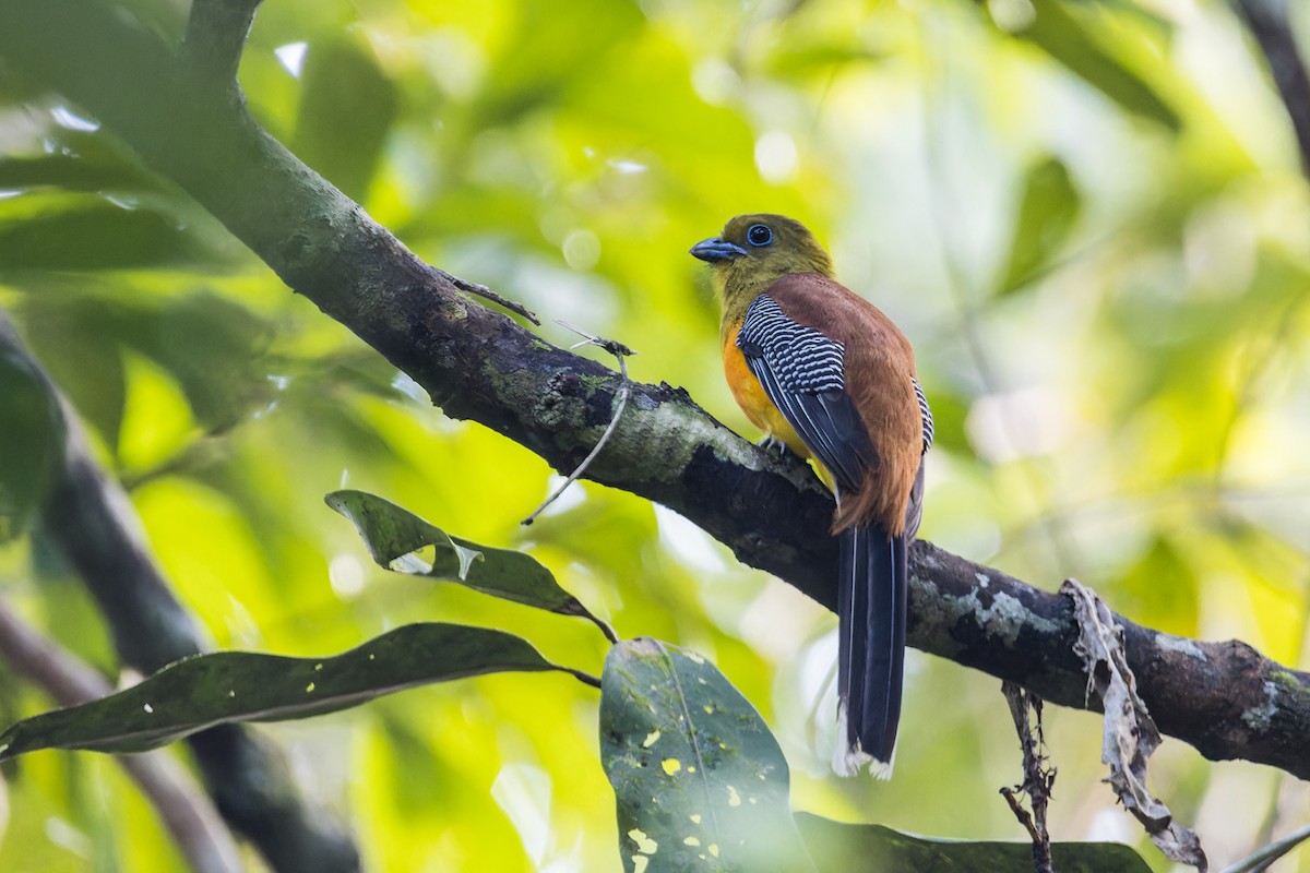 Trogón Pechinaranja (grupo dulitensis) - ML612731242