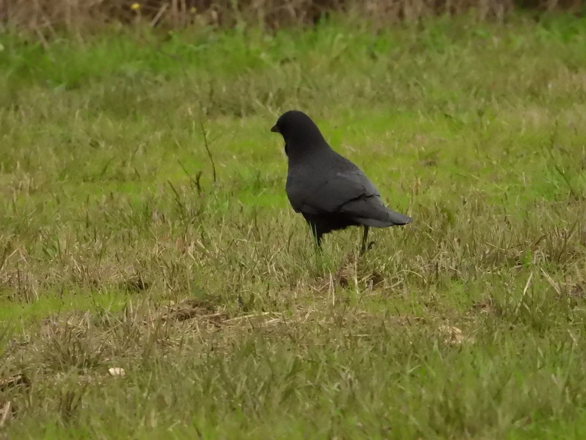 American Crow - ML612731276