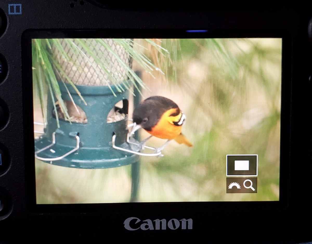 Baltimore Oriole - Anita Regler