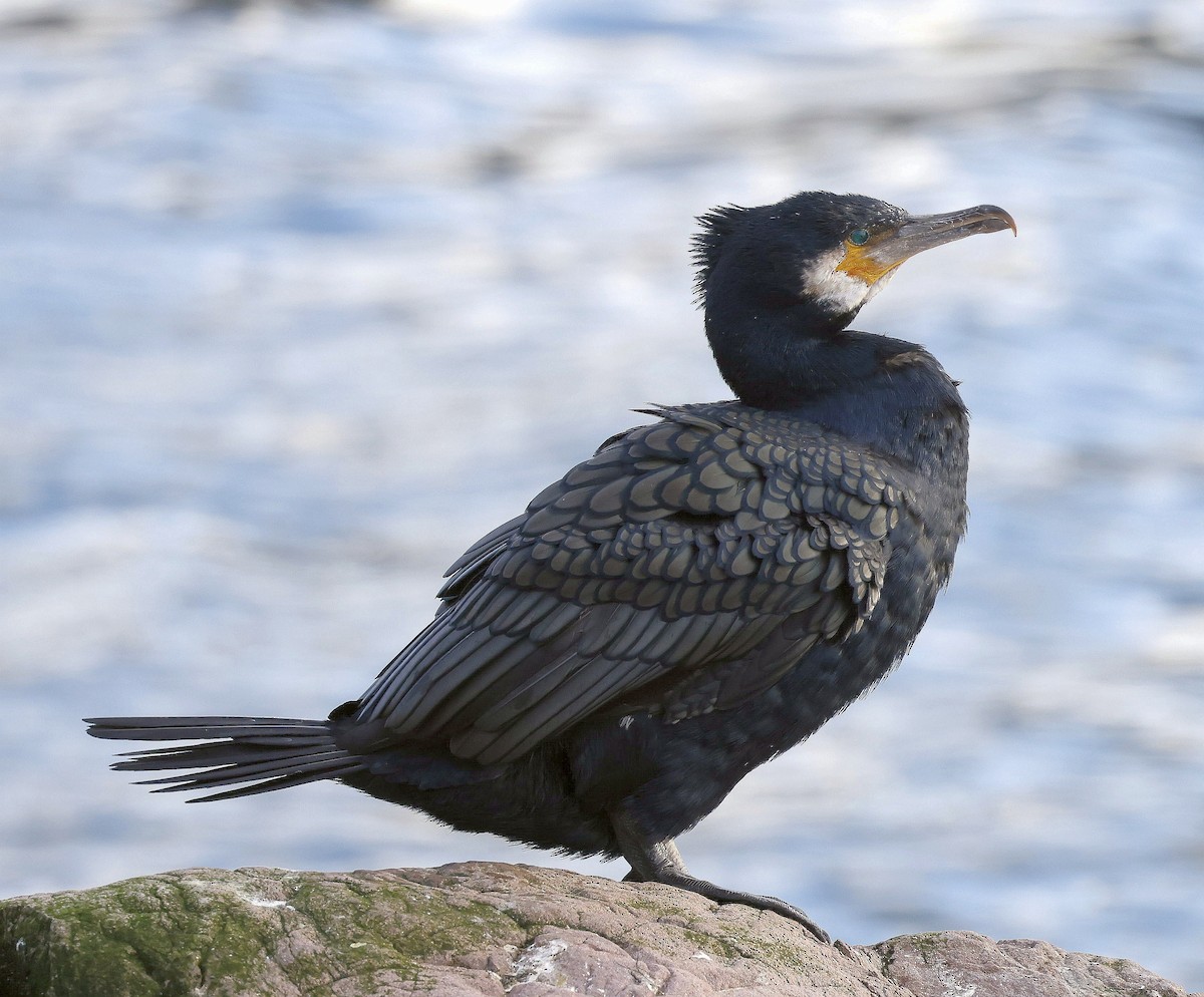 Great Cormorant - Charles Fitzpatrick