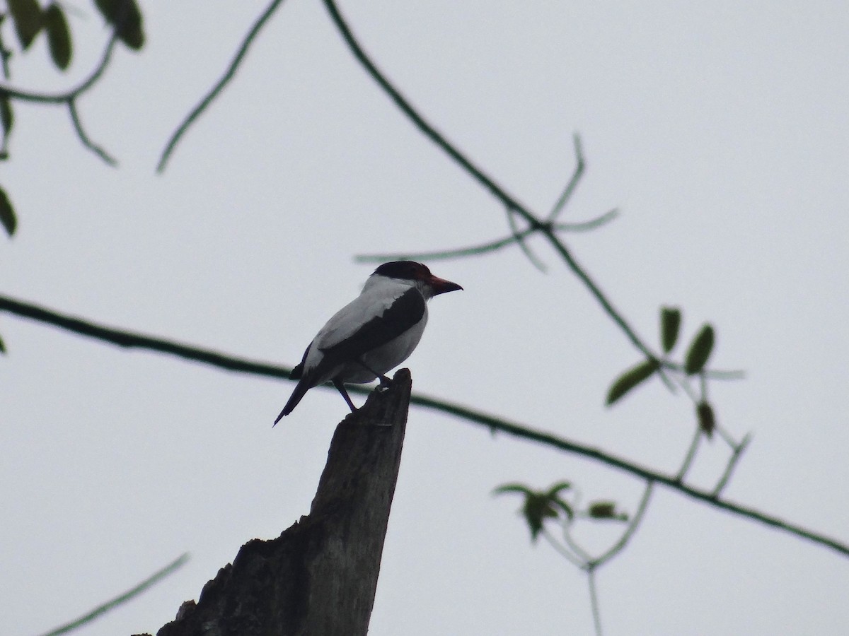 Black-tailed Tityra - Yanira Cifuentes Sarmiento