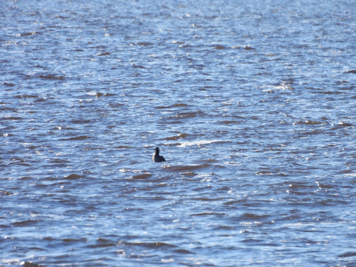 White-winged Scoter - ML612731356