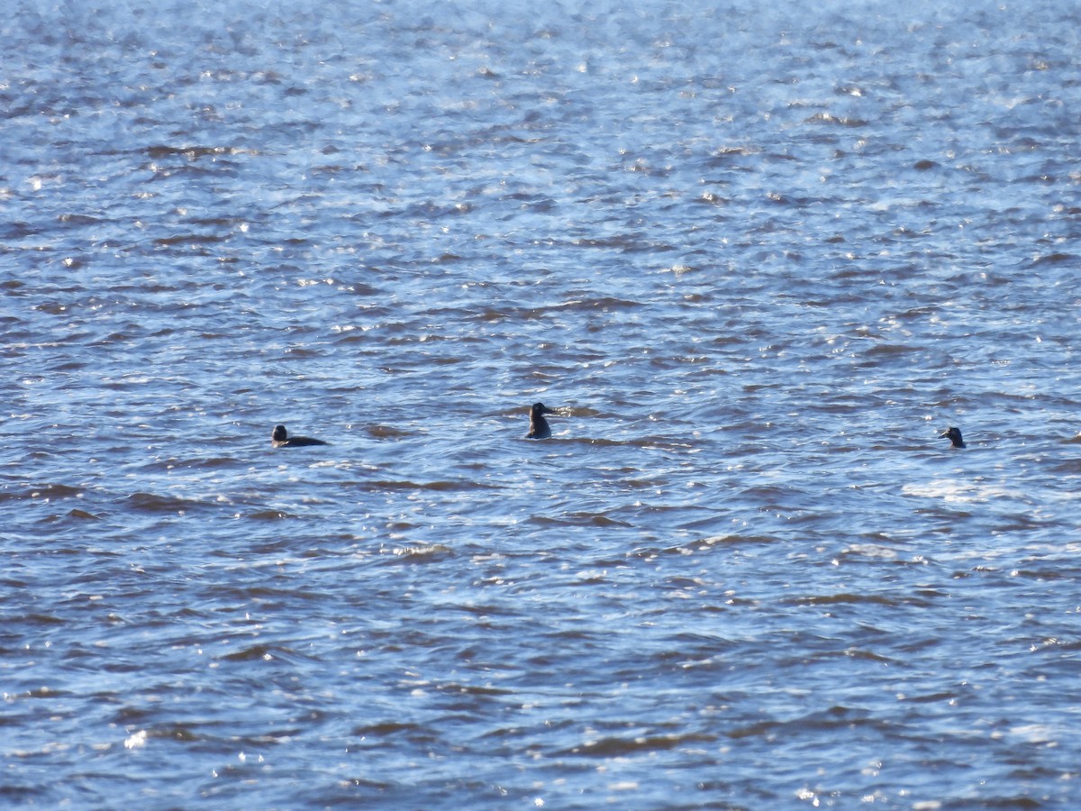 White-winged Scoter - ML612731362