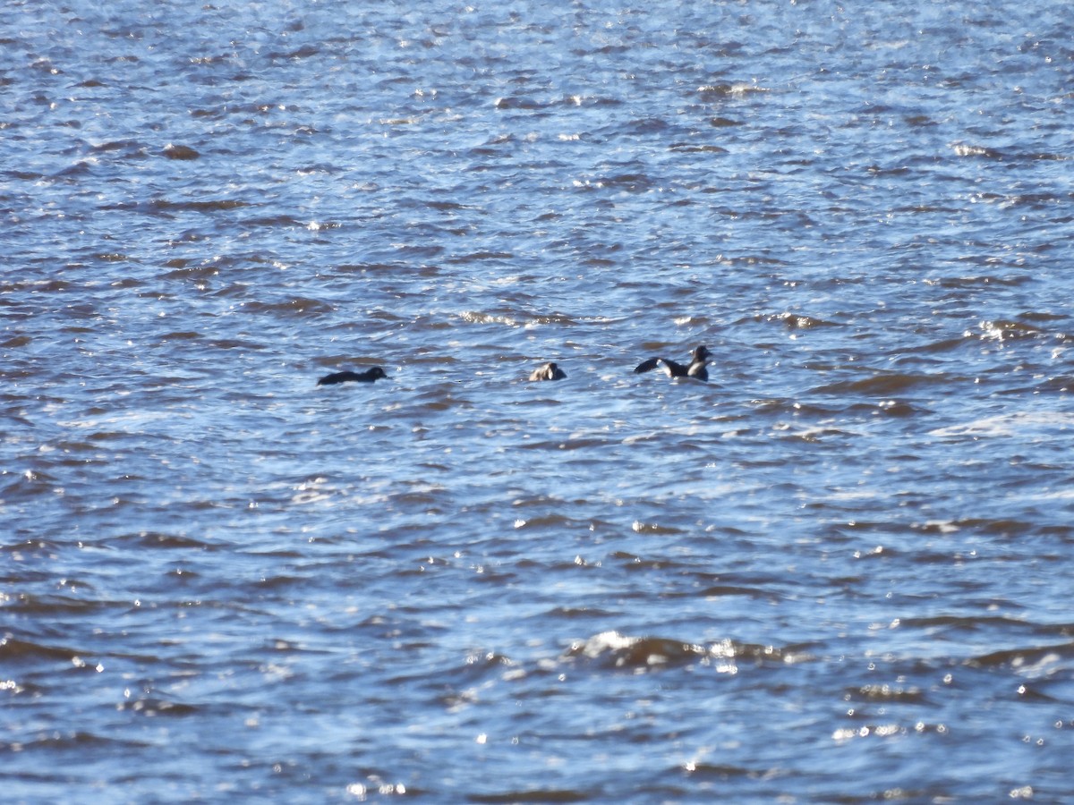 White-winged Scoter - ML612731374