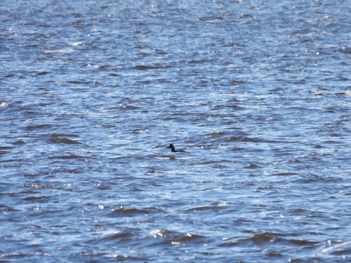 White-winged Scoter - ML612731383