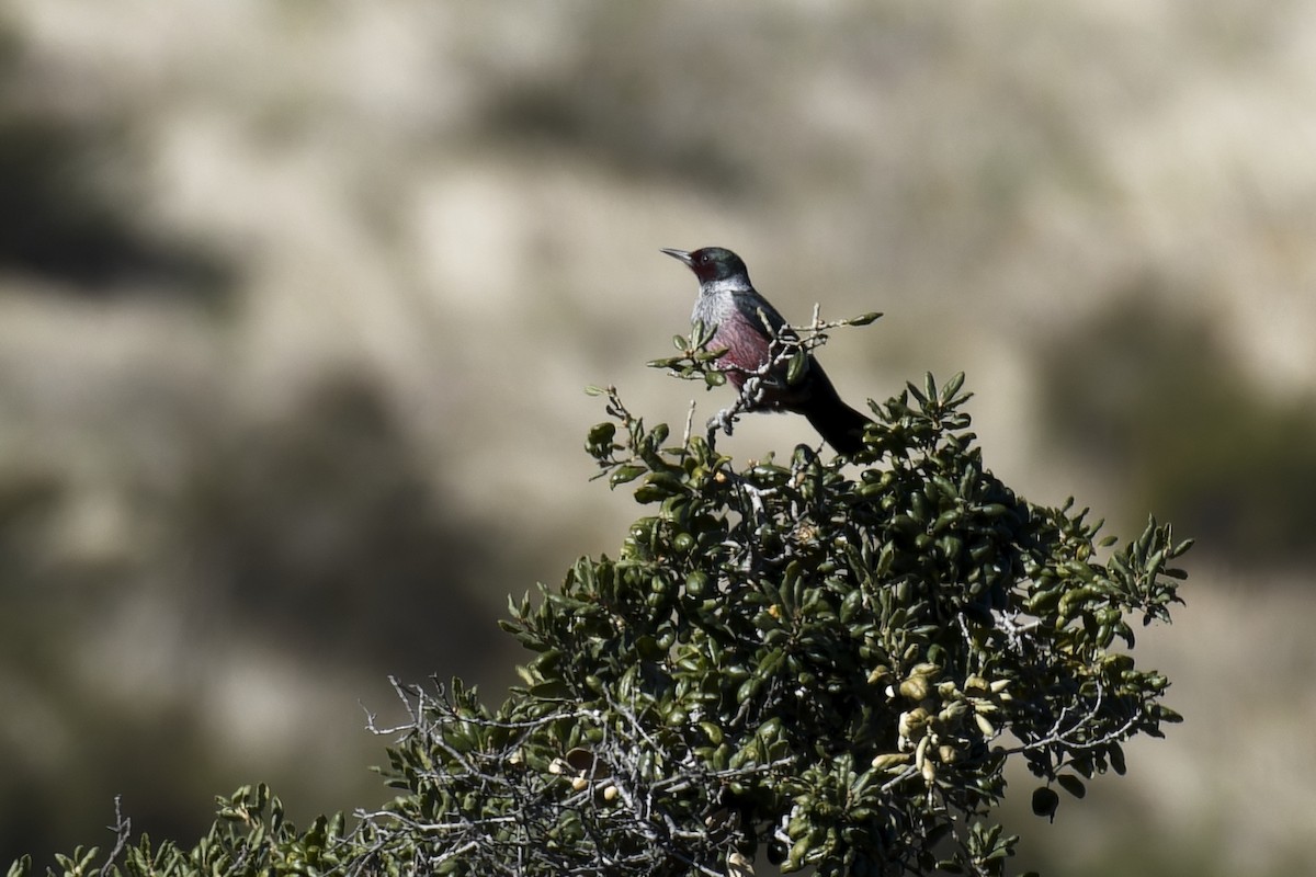 Lewis's Woodpecker - ML612731386
