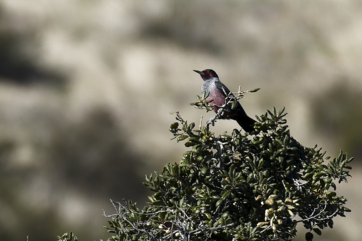 Lewis's Woodpecker - ML612731393