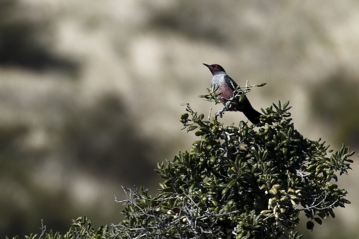 Lewis's Woodpecker - ML612731406
