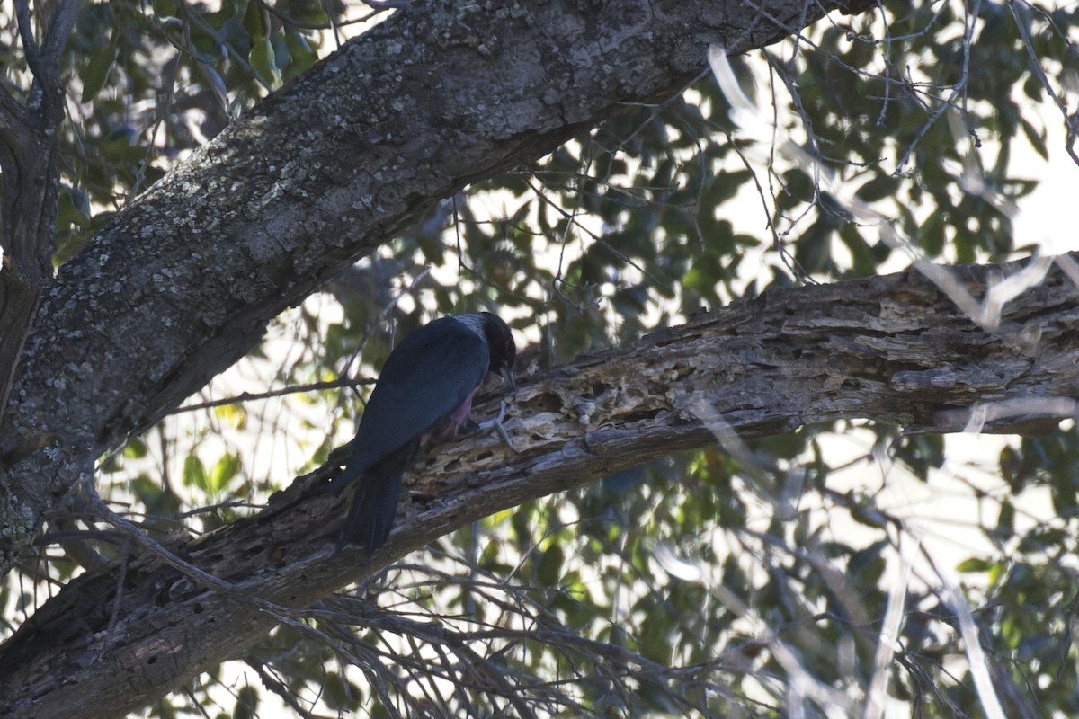 Lewis's Woodpecker - ML612731420