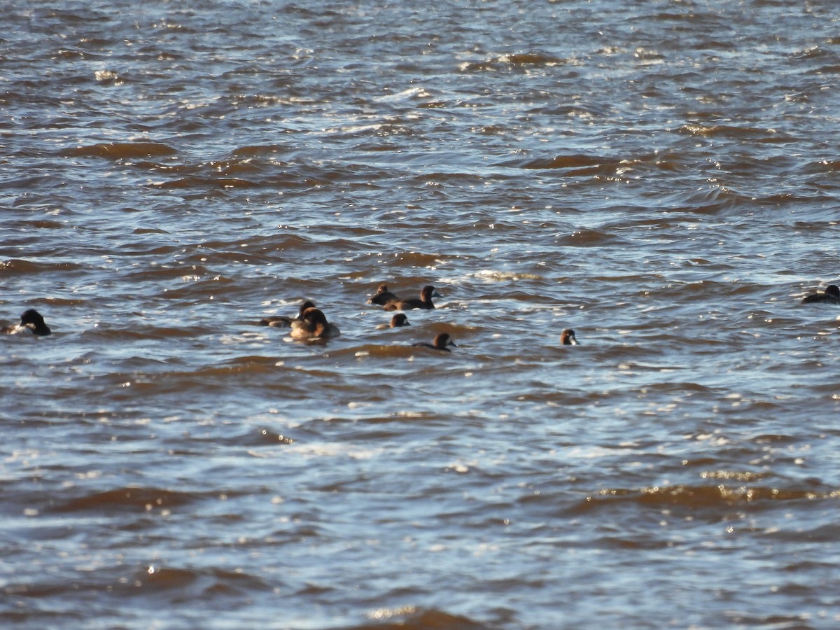 Greater Scaup - Dana Sterner