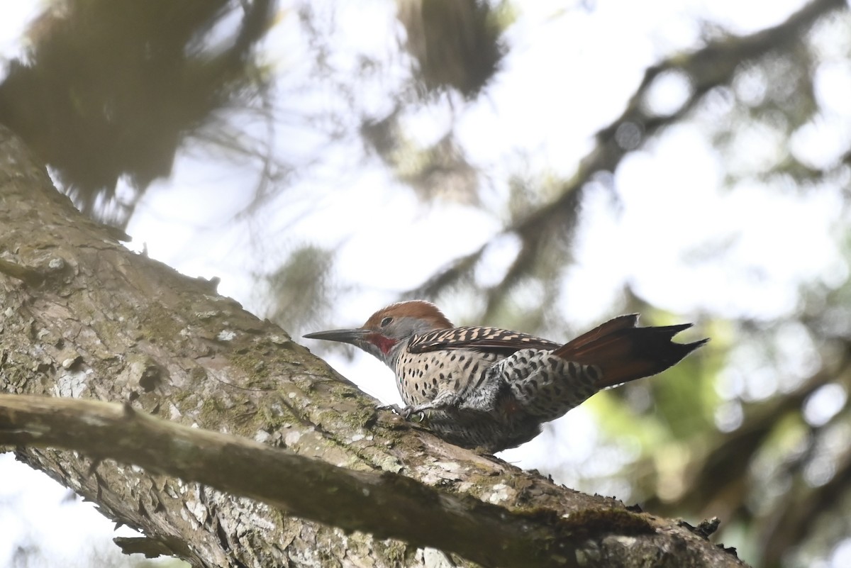 Northern Flicker (Guatemalan) - ML612731441