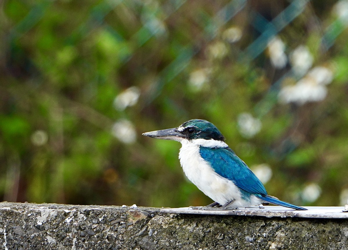 Collared Kingfisher - ML612731458