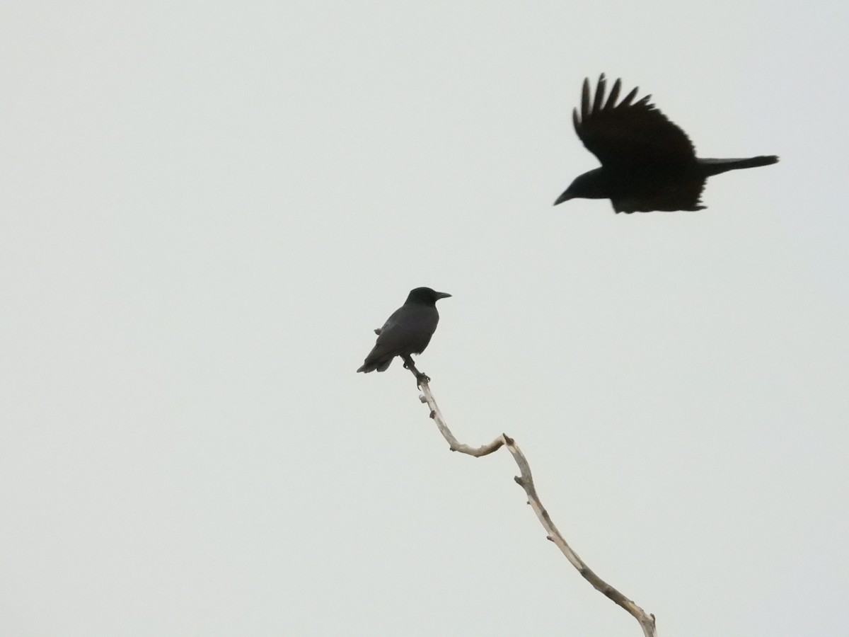 American Crow - Bill Holland