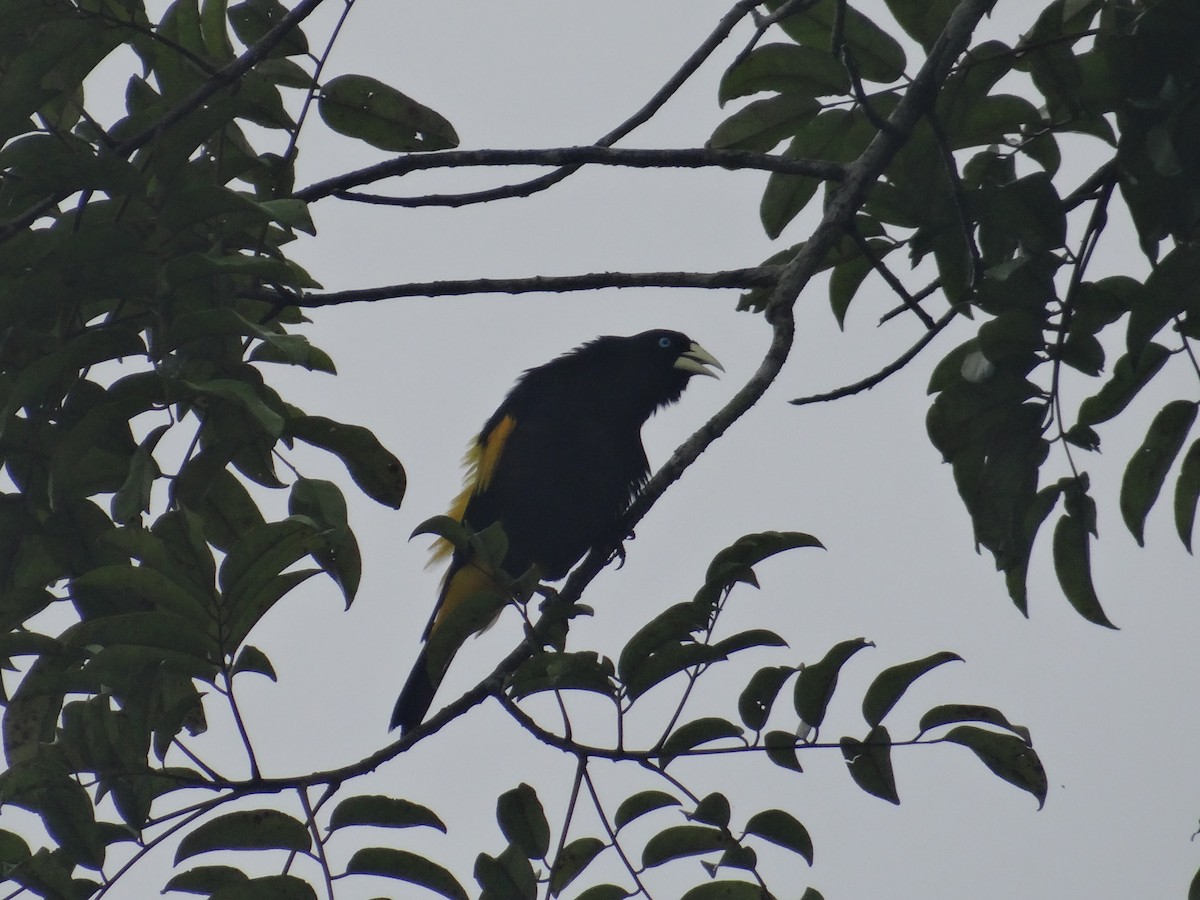 Yellow-rumped Cacique - Yanira Cifuentes Sarmiento