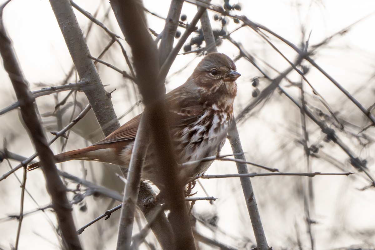 Fox Sparrow - ML612731626