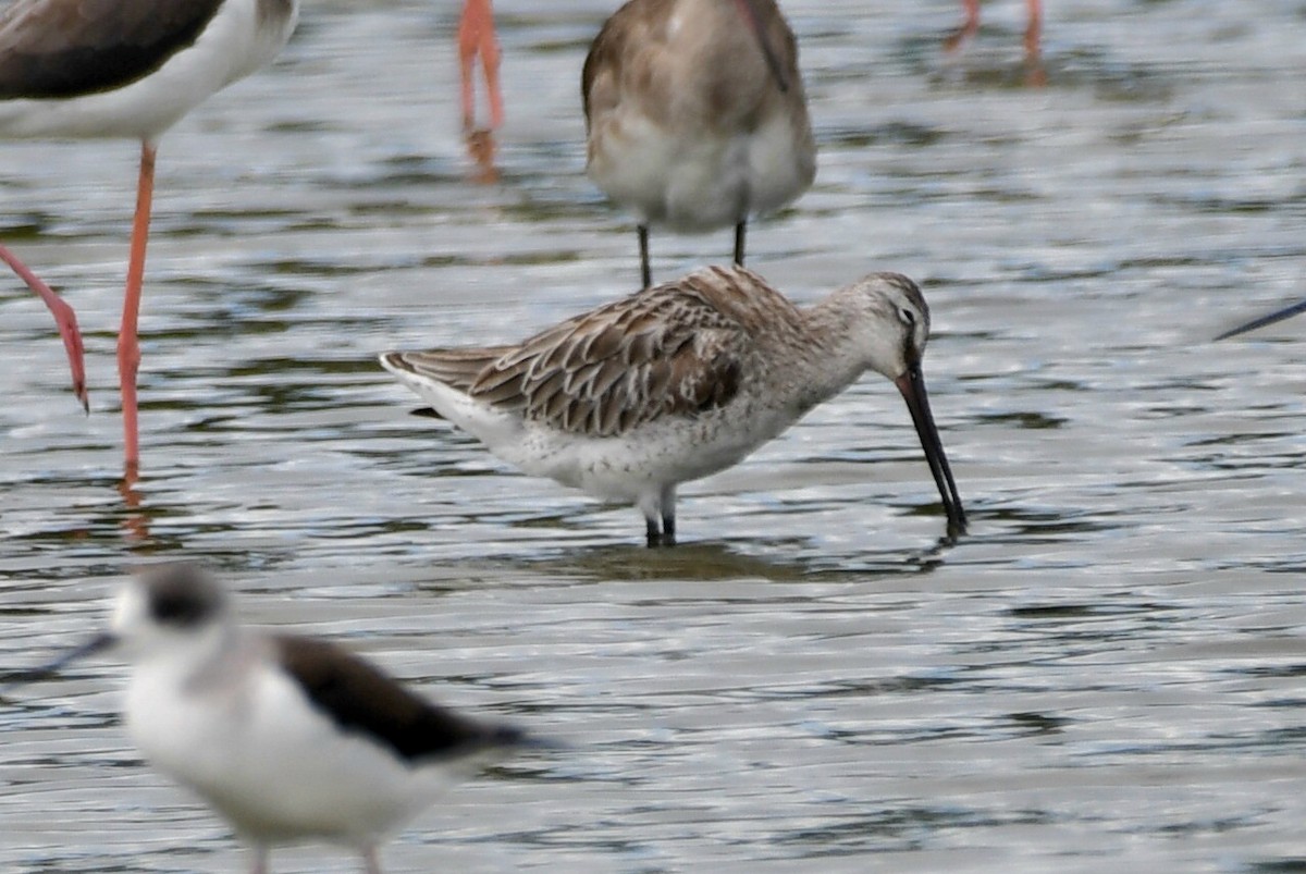 Asian Dowitcher - Ian Gardner