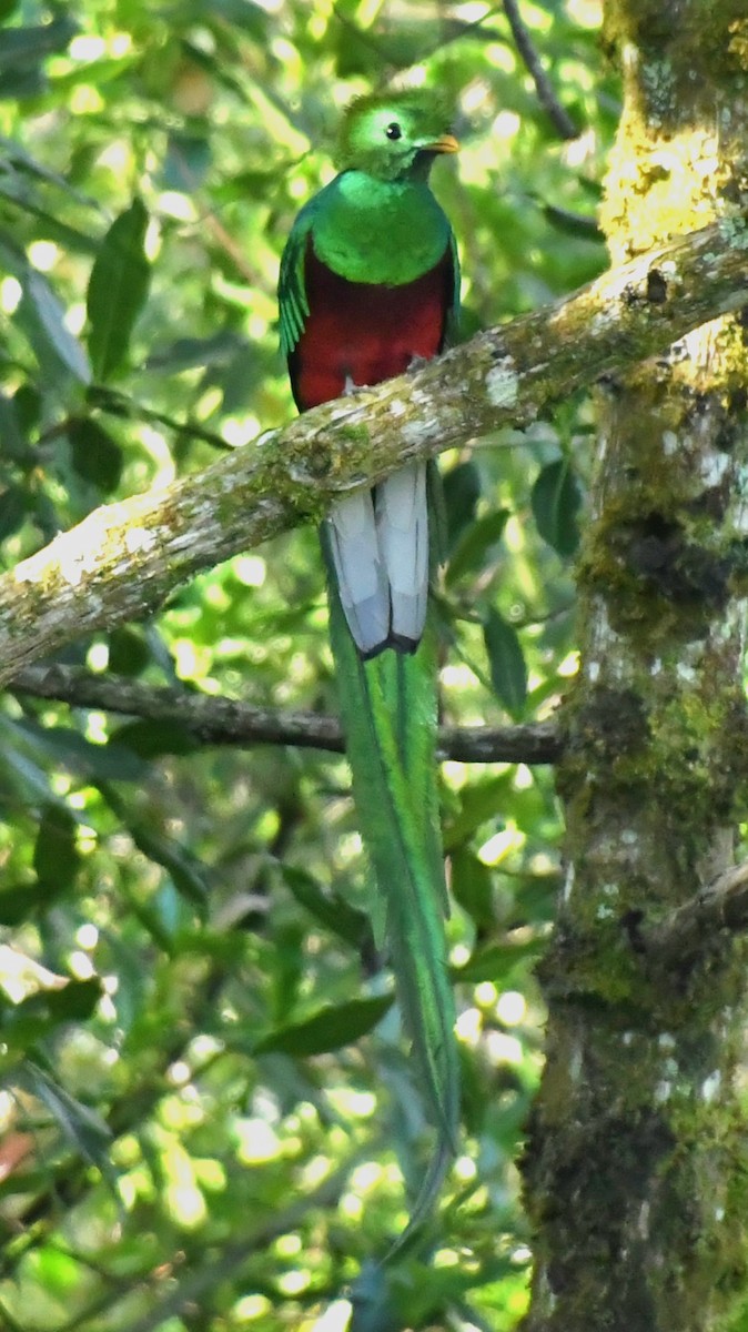 Resplendent Quetzal - ML612731687