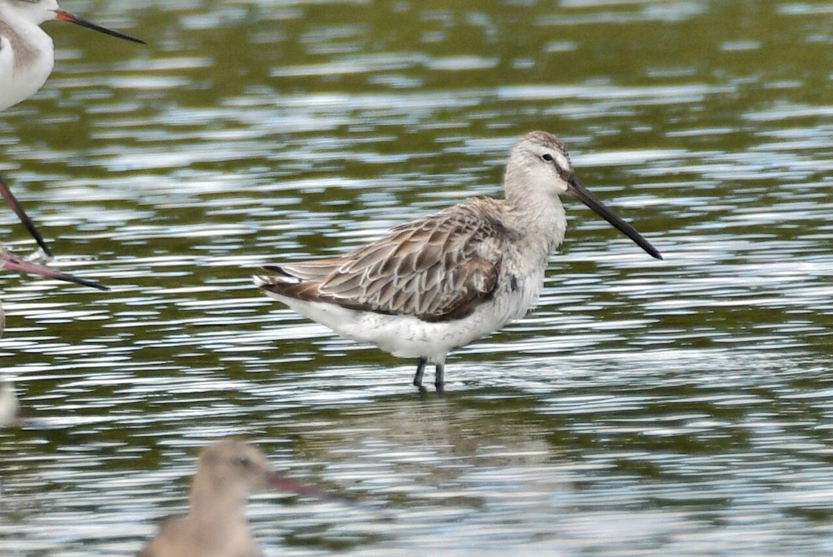 Asian Dowitcher - Ian Gardner