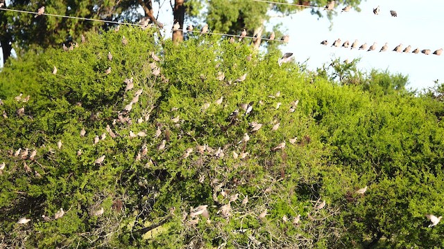 Eared Dove - ML612731710