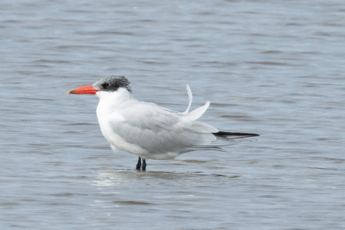 Caspian Tern - ML612731803