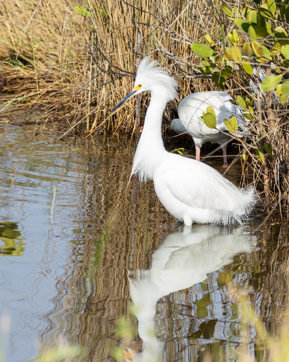 Snowy Egret - ML612731831