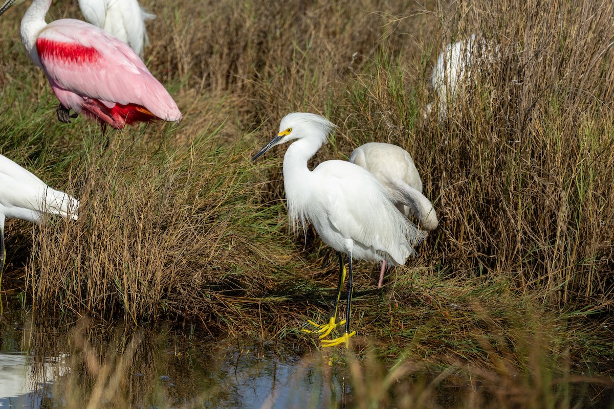 Snowy Egret - ML612731832