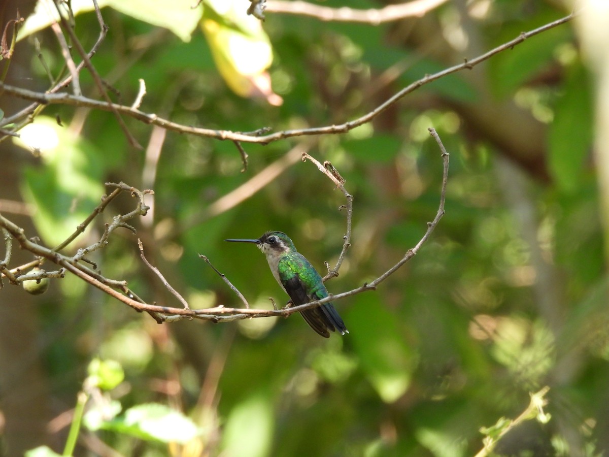 Red-billed Emerald - Leandro Niebles Puello