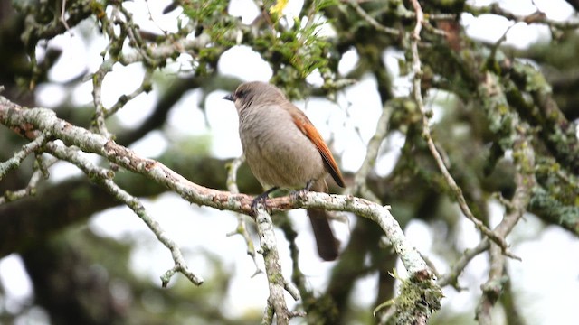 クリバネコウウチョウ - ML612731970