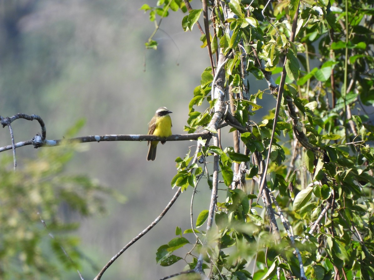 Social Flycatcher - ML612731985