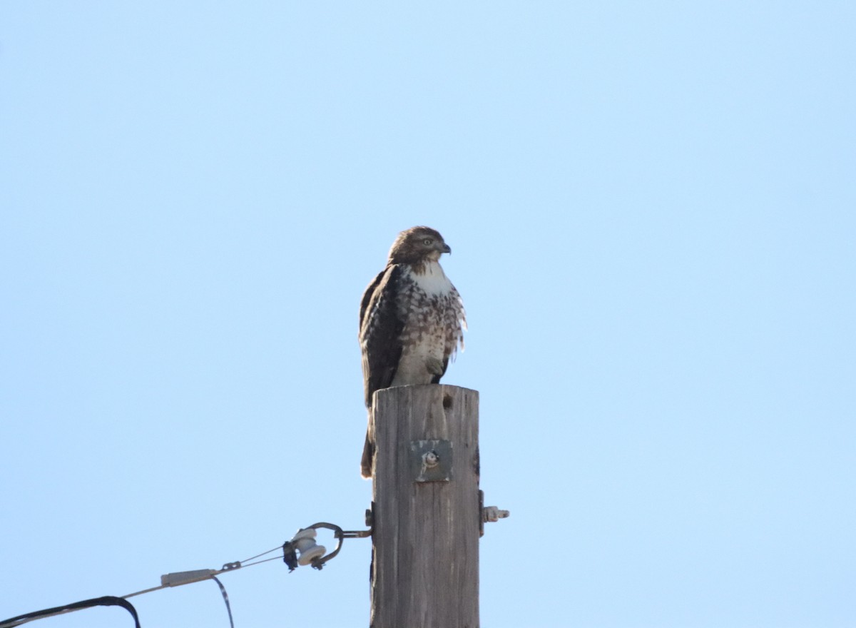 Red-tailed Hawk - Anne Jacobs