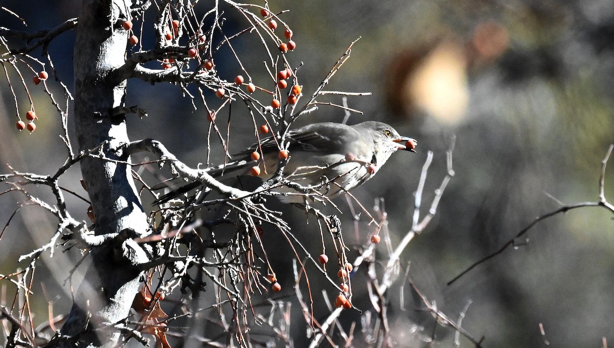 Northern Mockingbird - ML612732065