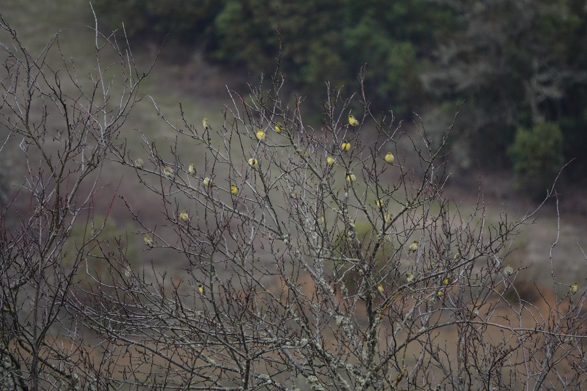 Lesser Goldfinch - ML612732073