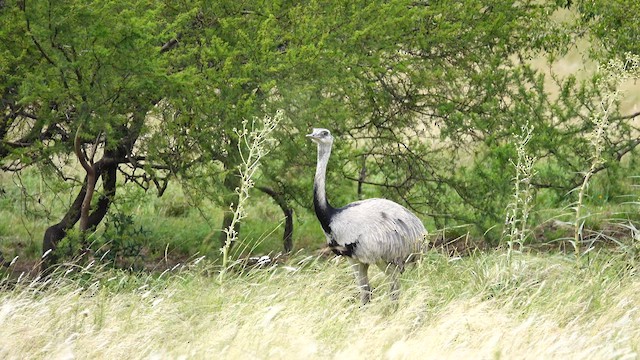 Greater Rhea - ML612732106