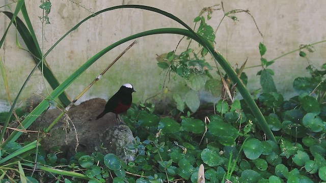 White-capped Redstart - ML612732203