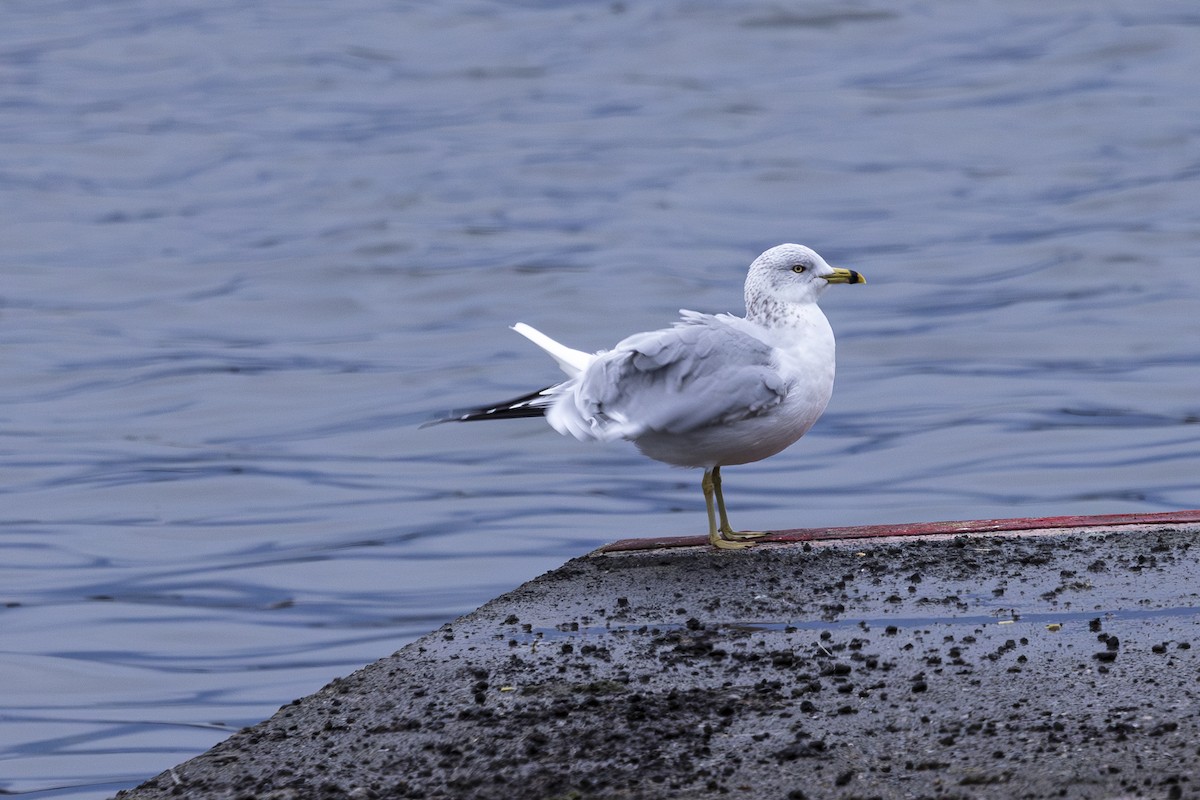 Ring-billed Gull - ML612732218