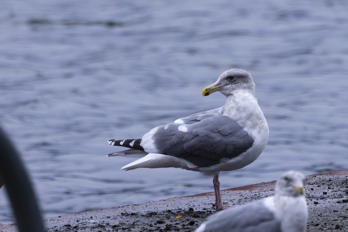 Western x Glaucous-winged Gull (hybrid) - ML612732260