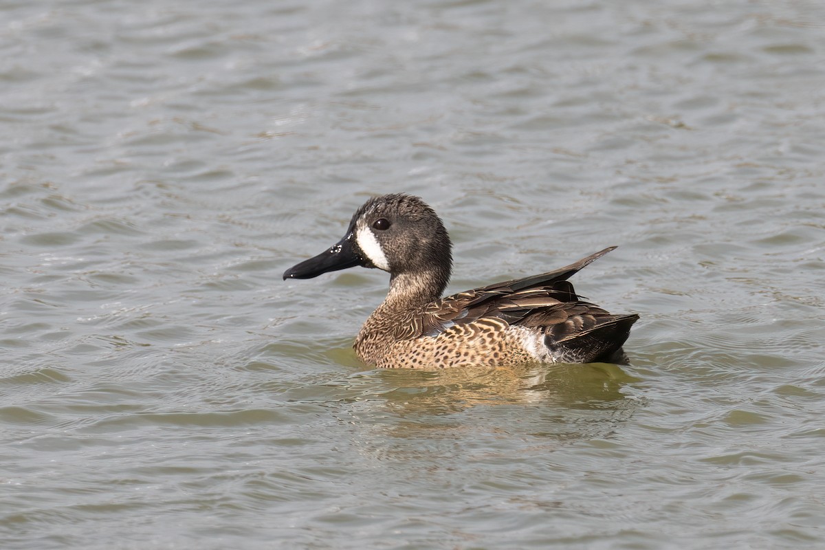 Blue-winged Teal - Kalpesh Krishna