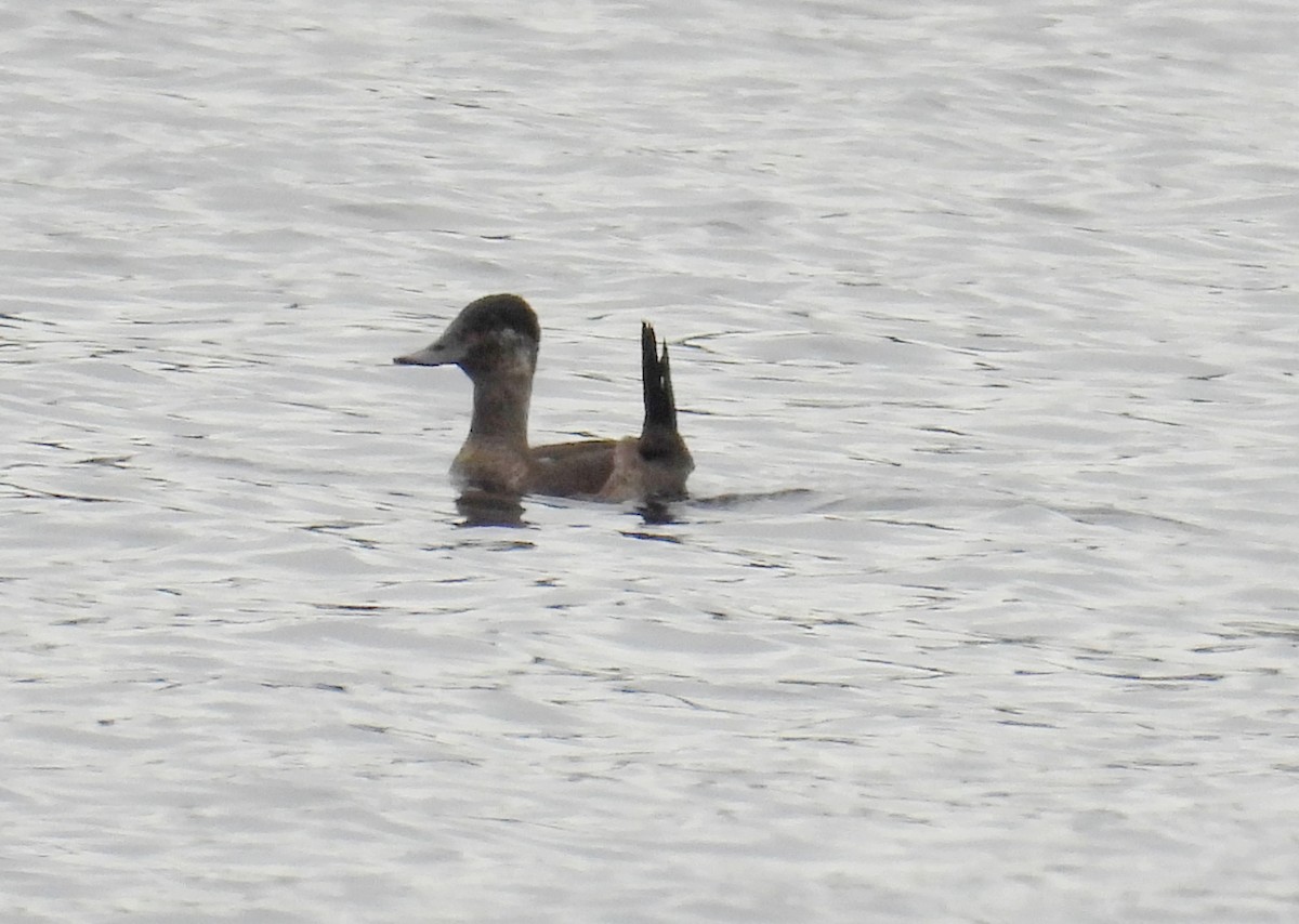 Ruddy Duck - ML612732331