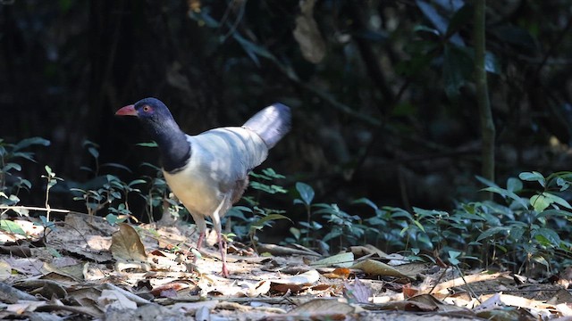 Coral-billed Ground-Cuckoo - ML612732343