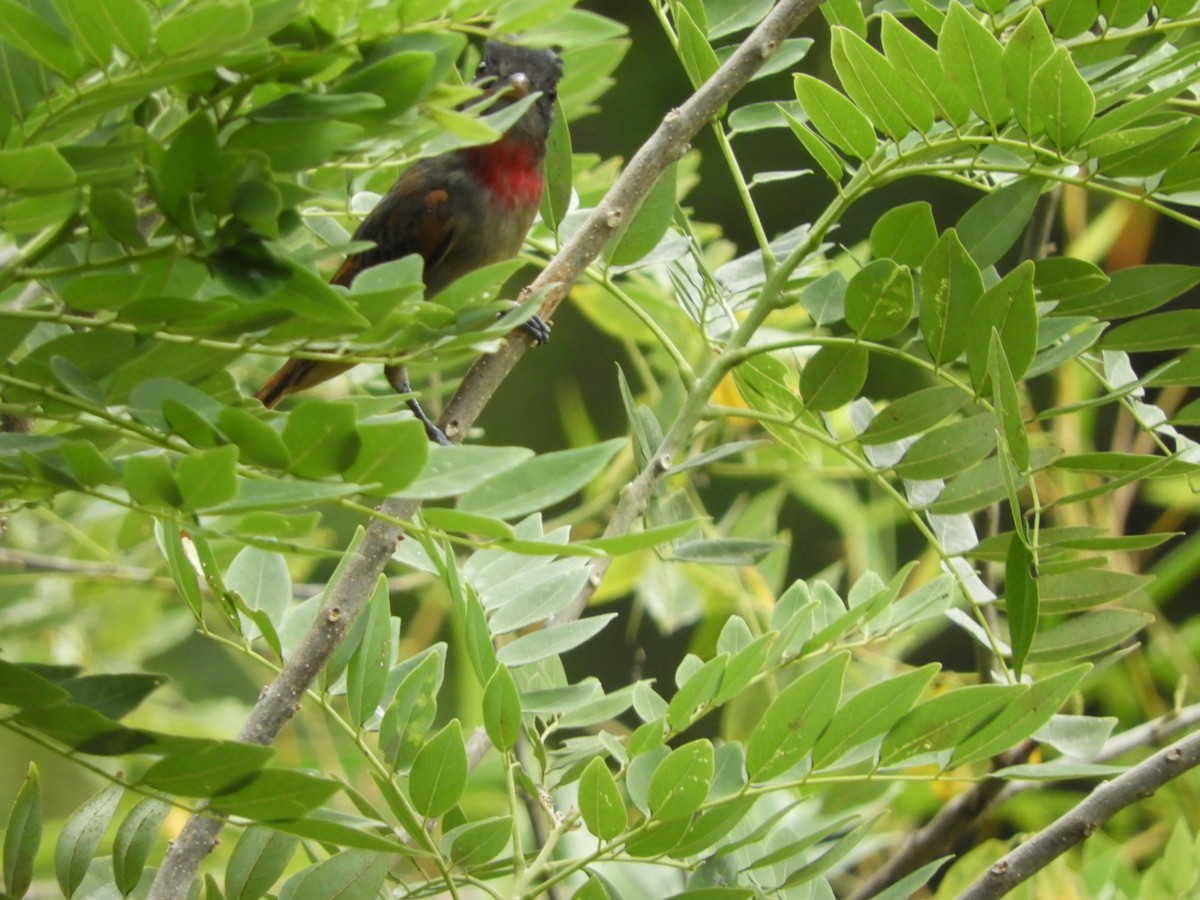 Rose-throated Becard - Lance d'Ar