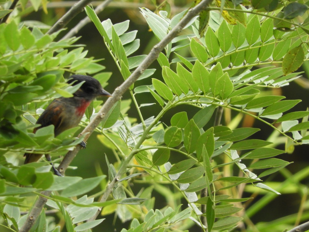 Rose-throated Becard - Lance d'Ar