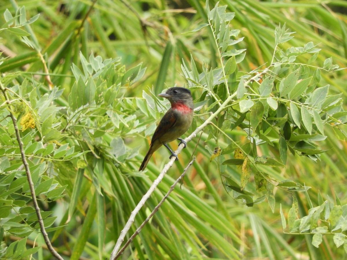 Rose-throated Becard - Lance d'Ar