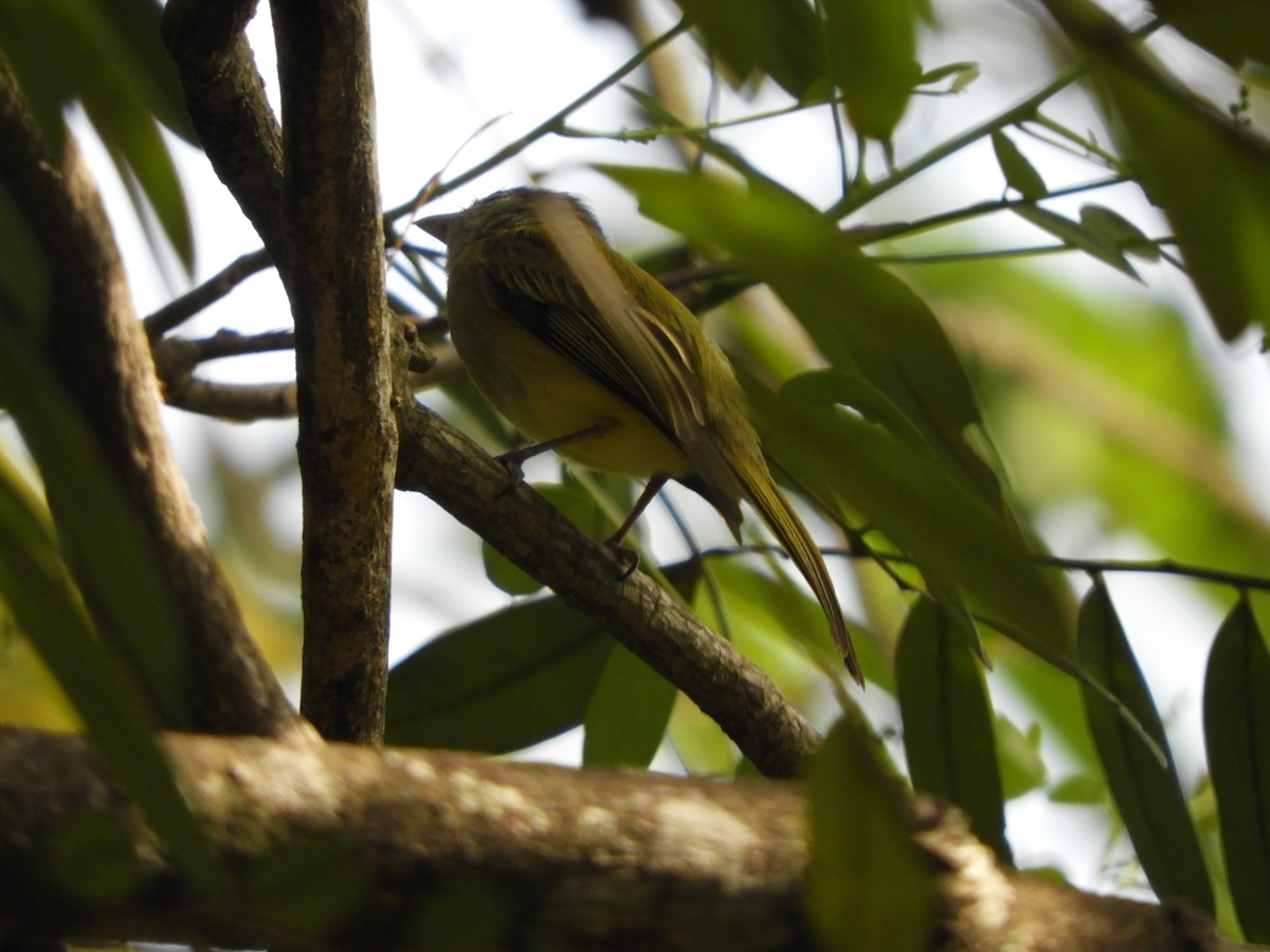 Yellow-olive Flatbill - Lance d'Ar