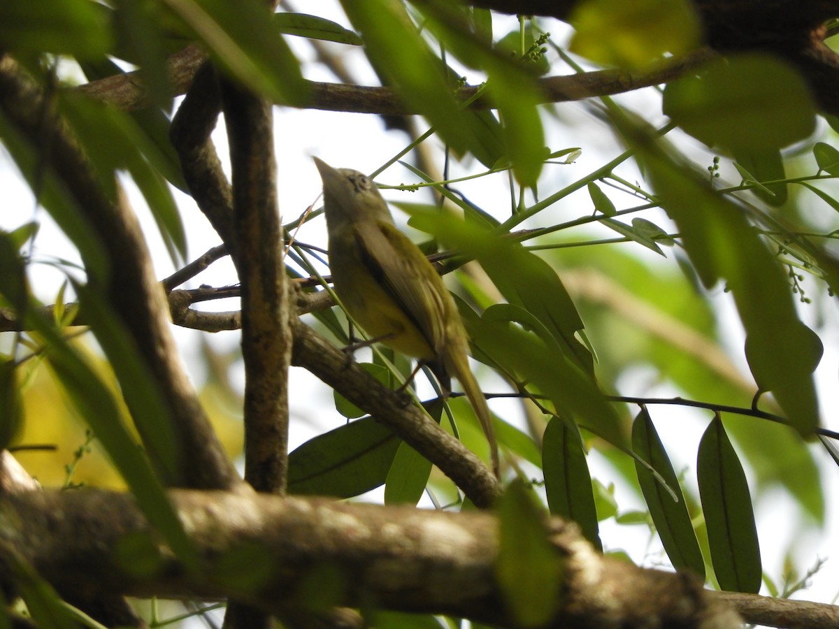 Yellow-olive Flatbill - Lance d'Ar