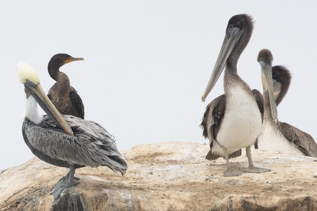 Brown Pelican - ML612732535