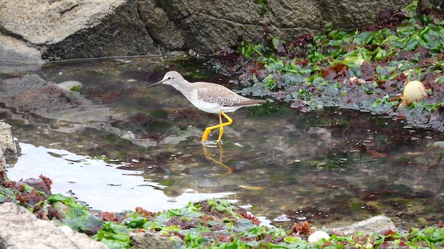 Lesser Yellowlegs - ML612732538