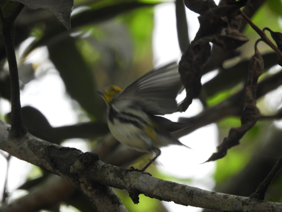 Black-throated Green Warbler - Lance d'Ar